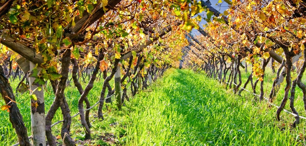 Cape Winelands